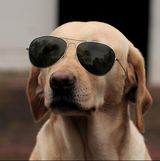 stylish-dog-01.jpg